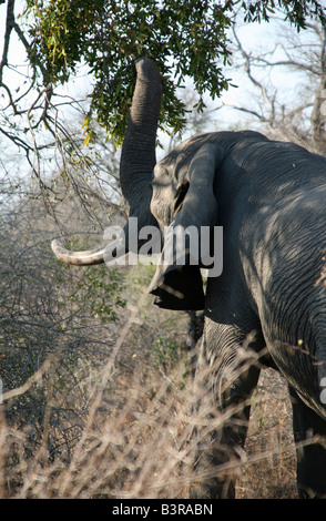 Ein afrikanischer Elefant mit großen Stoßzähnen, die Blätter von einem Baum zu essen Stockfoto