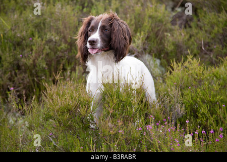 English Springer Spaniel Leber weißen Hund weiblich Stockfoto