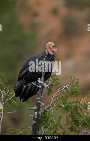 Kalifornien-Kondor (Gymnogyps Californianus) Perched auf Baumkronen - Arizona - bedrohte Arten Stockfoto