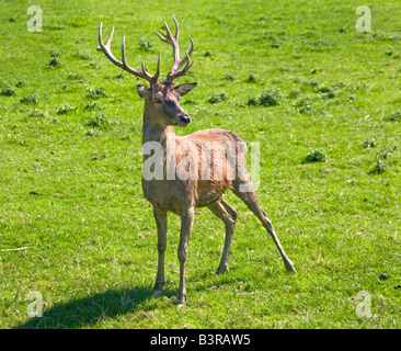 Rotwild-Hirsch (Cervus Elaphus), UK Stockfoto