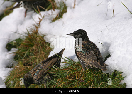 Gewöhnlicher Starling, Sturnus vulgaris, auf Schnee in Winterstern, Wales, Vereinigtes Königreich Stockfoto