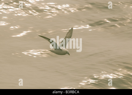 Nördliche Eissturmvogel (Fulmarus Cyclopoida) im Flug, Davisstraße, Grönland Stockfoto