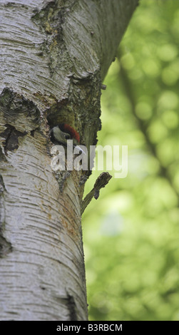 Great Spotted Woodpecker Küken warten, gefüttert zu werden Stockfoto