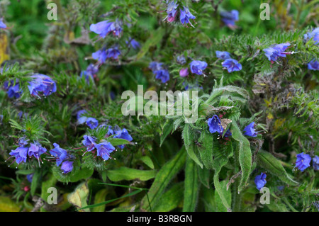 Viper's Bugloss - Echium vulgare Stockfoto