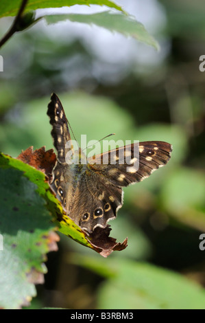 Gesprenkelte Holz Schmetterling - Pararge aegeria Stockfoto