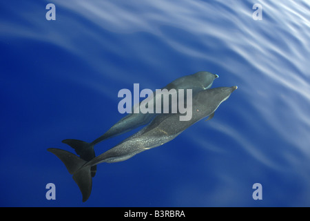 Pantropisch spotted Dolphin Stenella Attenuata Bogen Reiten in der Nähe der Oberfläche Kailua-Kona-Hawaii Stockfoto