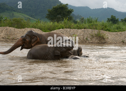 Asiatische Elefanten (Elephas Maximus), Baden im Elephant Nature Park, Nord-Thailand Stockfoto