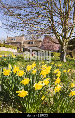 Frühling-Narzissen in die Cotswold Dorf Duntisbourne Äbte, Gloucestershire Stockfoto