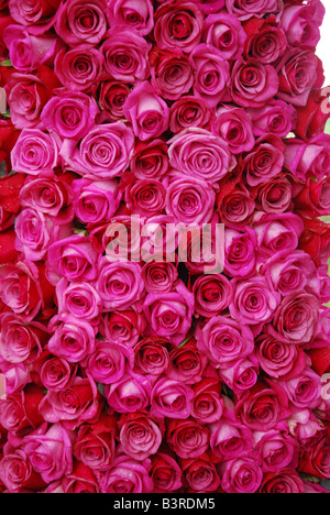 Füllung-Bild von rosa Rosen Stockfoto