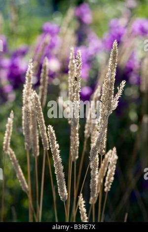 Lila-Stamm der Katze-Tail (Phleum Phleoides) Stockfoto