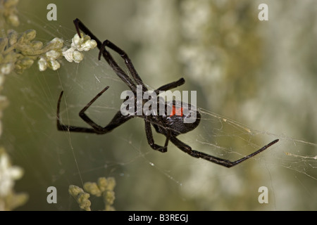 Schwarze Witwe (Latrodectus Hesperus) weibliche - Arizona - USA Stockfoto