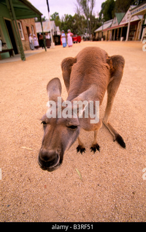 Haustier Känguru, Australien Stockfoto