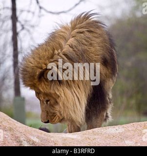 Bilder der wilden Tiere Stockfoto