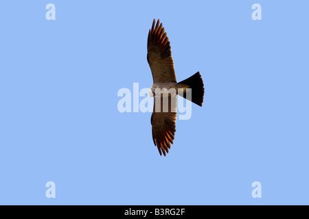 Mississippi Kite Ictinia Mississippiensis Sayre Oklahoma USA 25 August Erwachsenen Accipitridae Stockfoto