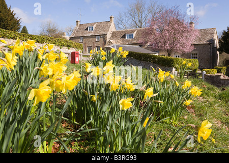 Frühlingsnarrensüsse im Cotswold Dorf Duntisbourne Abbots, Gloucestershire UK Stockfoto