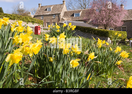 Frühling-Narzissen in die Cotswold Dorf Duntisbourne Äbte, Gloucestershire Stockfoto