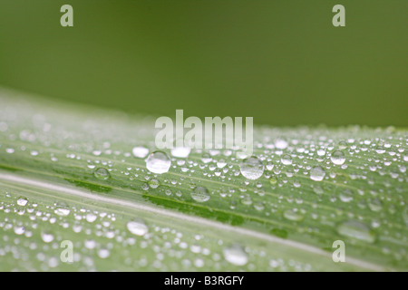 Nahaufnahme von Wassertropfen auf der Blattoberfläche Stockfoto