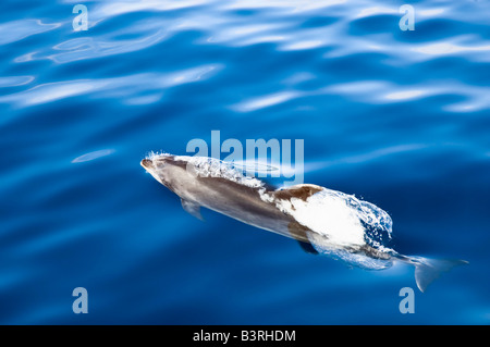 Gemeiner Delfin schwimmen an der Wasseroberfläche Pico Insel Azoren Portugal Stockfoto