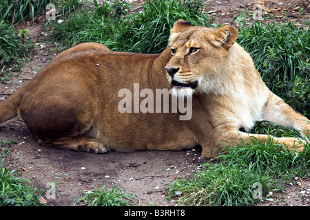 Ein Löwe ruht in ihr Gehege im Zoo von New Orleans Audubon. Stockfoto