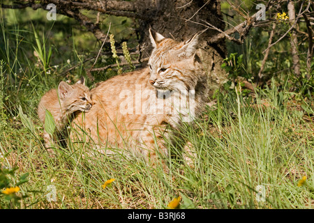 Bobcat Kätzchen bei seiner Mutter. Stockfoto