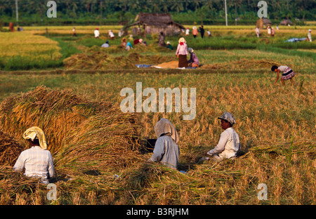 Ernte von Reis, Bali, Indonesien Stockfoto