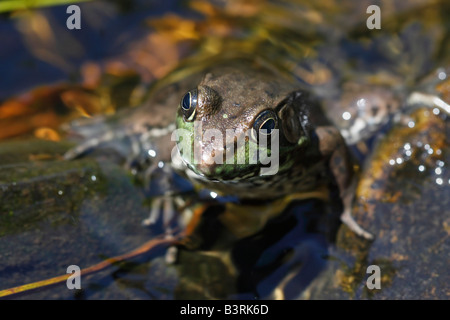 Der Frosch sitzt auf einem Stein Unschärfe Hintergrund oben Bilder von Fröschen Vorderansicht in den USA horizontale Hochauflösung Stockfoto