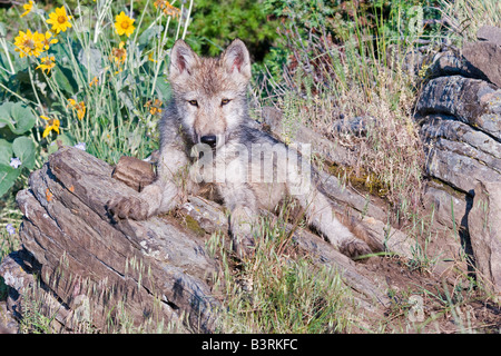 Grey Wolfswelpe auf einem Felsvorsprung Stockfoto