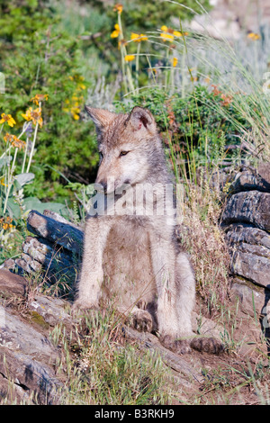 Grey Wolfswelpe auf einem Felsvorsprung Stockfoto