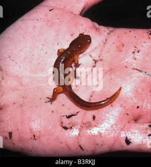 Ensatina Eschscholtzi Salamander auf Santa Cruz Mountains Kalifornien USA Stockfoto