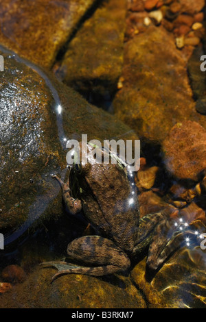 Der Frosch sitzt auf einem Stein verschwommener unscharfer Hintergrund über dem Kopf Bilder von Fröschen in den USA vertikale Hochauflösung Stockfoto