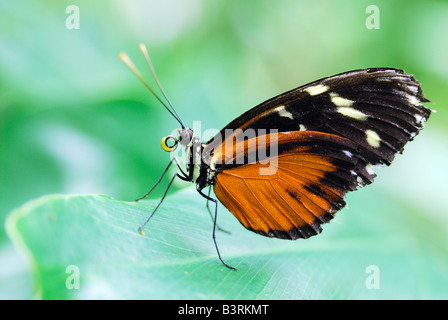 Exotischen tropischen südamerikanischen Golden Helicon Schmetterling Heliconius Aigeus sitzt auf einer grünen lea Stockfoto