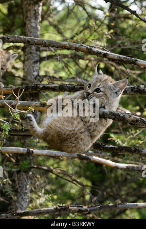 Bobcat Kätzchen von einem Ast hängen. Stockfoto