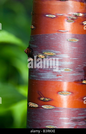 Prunus Serrula, tibetische Kirschbaum, Rinde detail Stockfoto