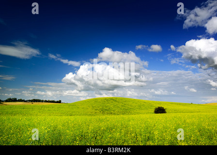 Sommerlandschaft - gesättigten Blick auf Wiese. Europa, Polen. Adobe RGB (1998). Stockfoto
