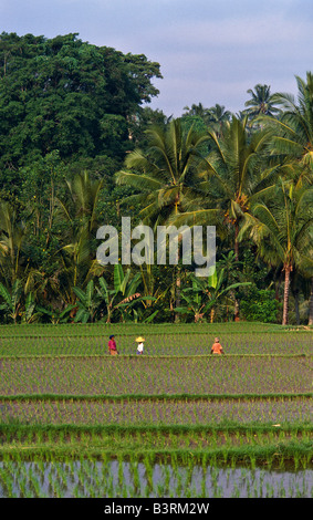 Padi Reisbauern, Bali Indonesien Stockfoto