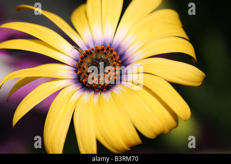 Stock Foto von einem gelben Herbers Makro Bild Stockfoto