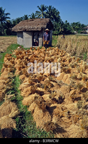 Ernte von Reis, Bali, Indonesien Stockfoto