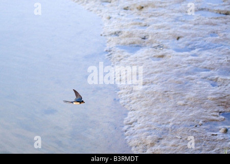 Rauchschwalbe Hirundo Rustica Übertragung von Schlamm und Zweige für ein Nest im Maul im Flug über einem schlammigen Sumpf bei Ebbe Stockfoto