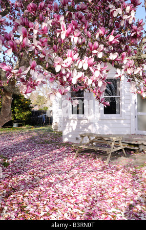 Neuseeland-Haus mit Magnolie und abgefallene Blütenblätter, Vorgarten, Cambridge, New Zealand Streuung. Stockfoto