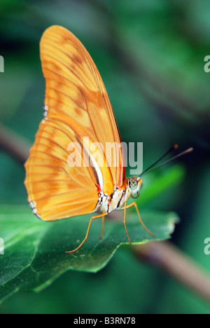 Tropischen exotische südamerikanische Flambeau Schmetterling Dryas Iulia oder Julia Butterfly sitzt auf einem grünen Blatt Stockfoto