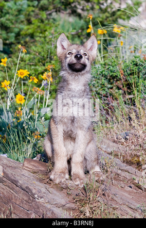 Grey Wolfswelpe auf einem Felsvorsprung Stockfoto