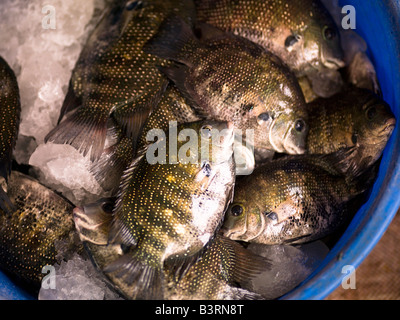 Fisch in einen Eimer, Cochin, Kerala, Indien Stockfoto