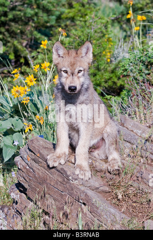 Grey Wolfswelpe auf einem Felsvorsprung Stockfoto