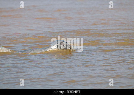 Gemeinsamen Dichtung Phoca Vitulina schwimmen Blakeney Point Norfolk Stockfoto