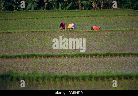 Padi Reisbauern, Bali Indonesien Stockfoto