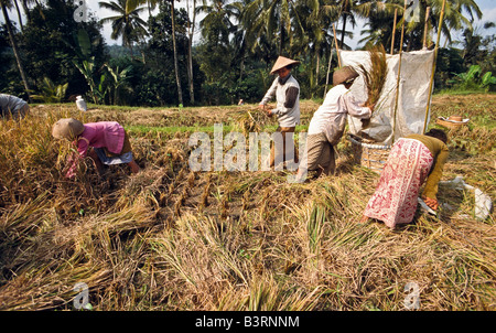 Ernte von Reis, Bali, Indonesien Stockfoto