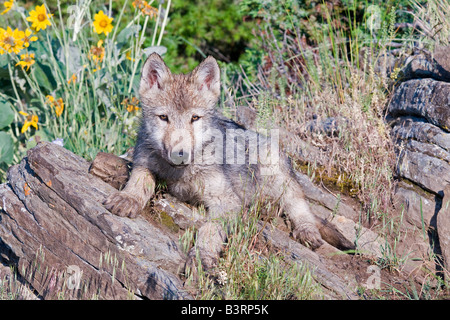 Grey Wolfswelpe auf einem Felsvorsprung Stockfoto