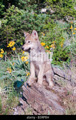 Grey Wolfswelpe auf einem Felsvorsprung Stockfoto