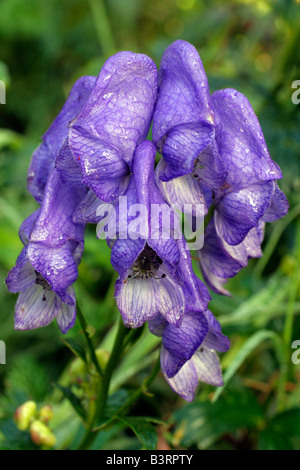 ACONITUM CARMICHAELII Stockfoto