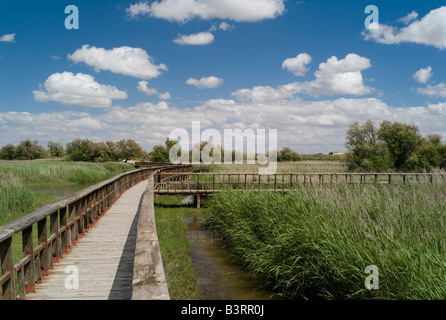 Promenade im Nationalpark Tablas de Daimiel La Mancha Spaniens Stockfoto